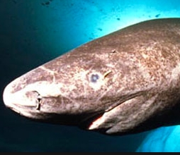 ニシオンデンザメは毒持ち 寿命400年の伝説の鮫は寄生虫のおかげで目がヤバい